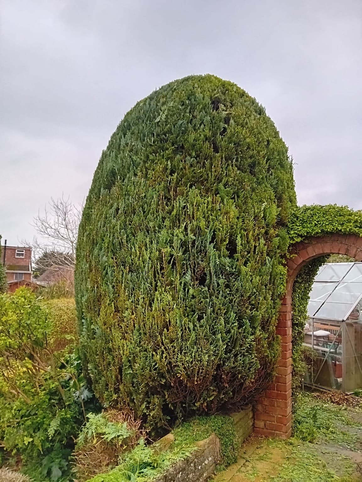 Professional hedge trimming and topiary shaping service, showcasing a neatly sculpted evergreen hedge in a residential garden.