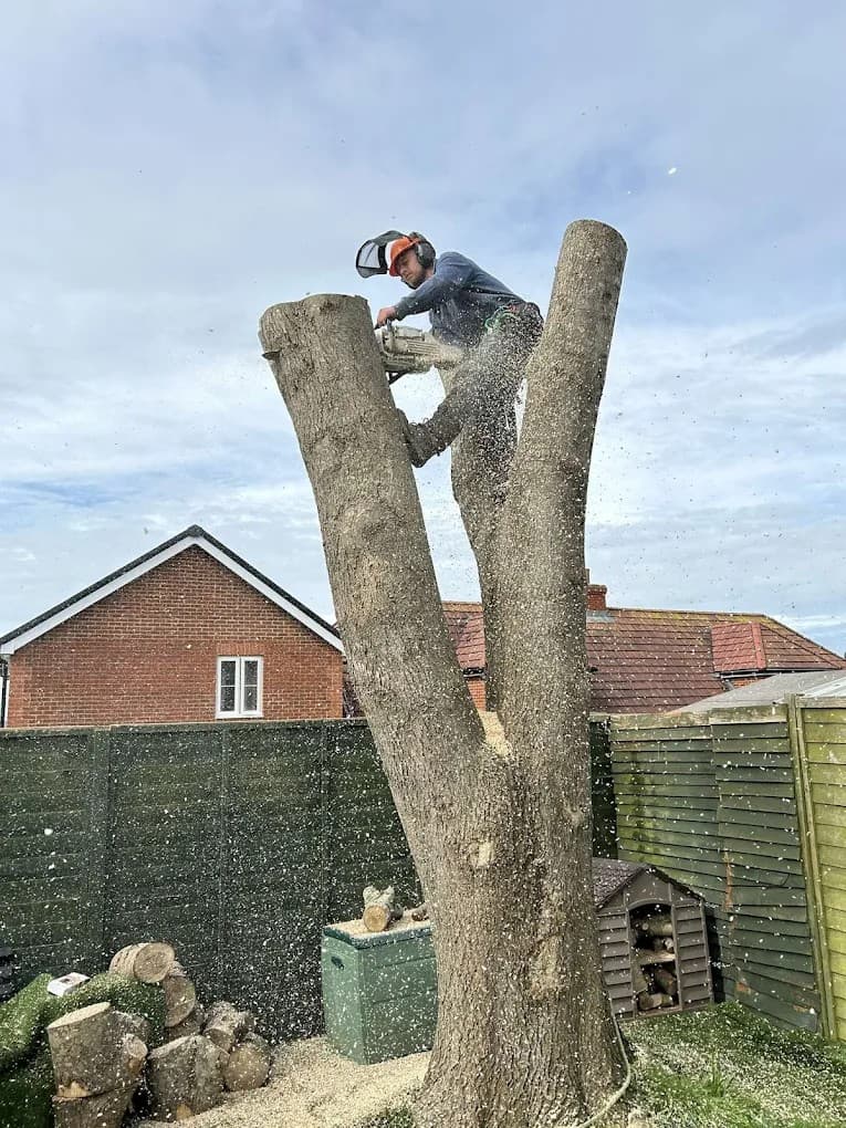 Professional tree surgeon safely cutting tree sections at height, demonstrating expert arborist services in a residential garden.